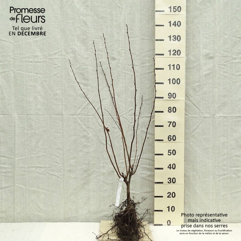 Corylus maxima Géant de Halle - Nocciolo lungo Piante piccole a radice nuda esemplare consegnato in inverno