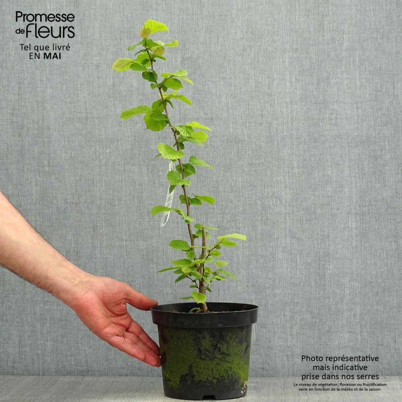 Example of Corylus avellana - Nocciòlo Vaso da 2L/3L as you get in printemps