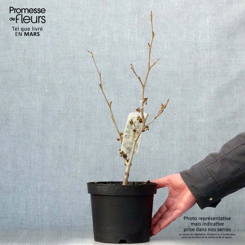 Example of Hamamelis intermedia Westerstede - Amamelide Vaso da 3L/4L as you get in printemps