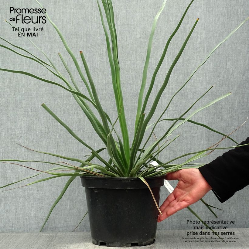 Example of Nolina hibernica La Sibirica Vaso da 6L/7L as you get in printemps