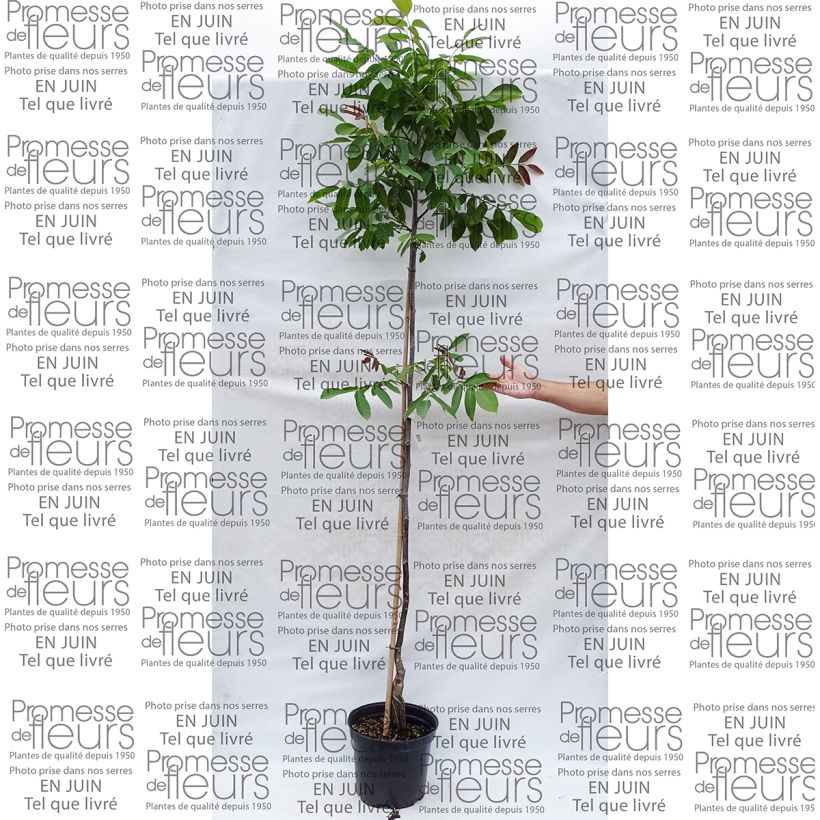 Esempio di esemplare Noce comune Parisienne Vaso da 7,5L/10L, Astone alto come consegnato