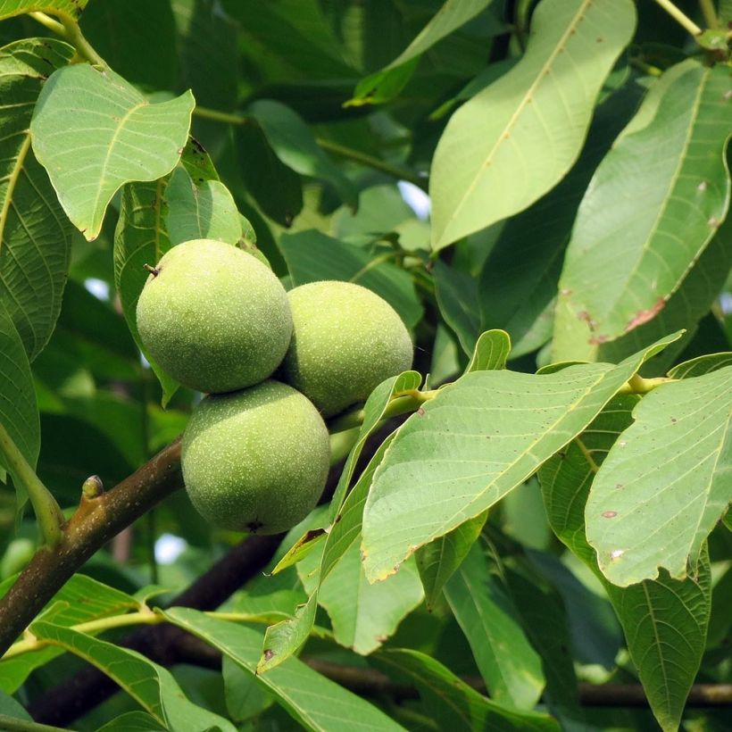 Juglans regia - Noce comune (Foliage)