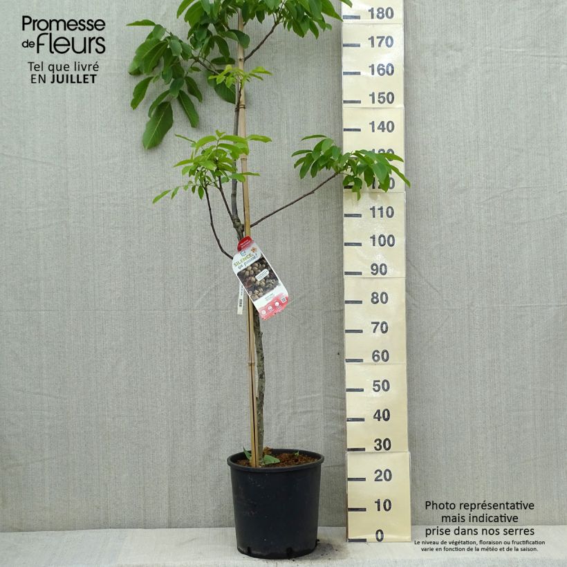 Esemplare di Juglans nigra Corne - Noce nero Vaso da 18L/20L, Astone alto consegnato in estate