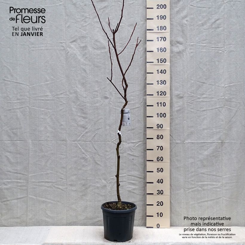 Noyer commun - Juglans regia Chandler Pot de 7,5L/10L, Demi-Tige esemplare consegnato in inverno