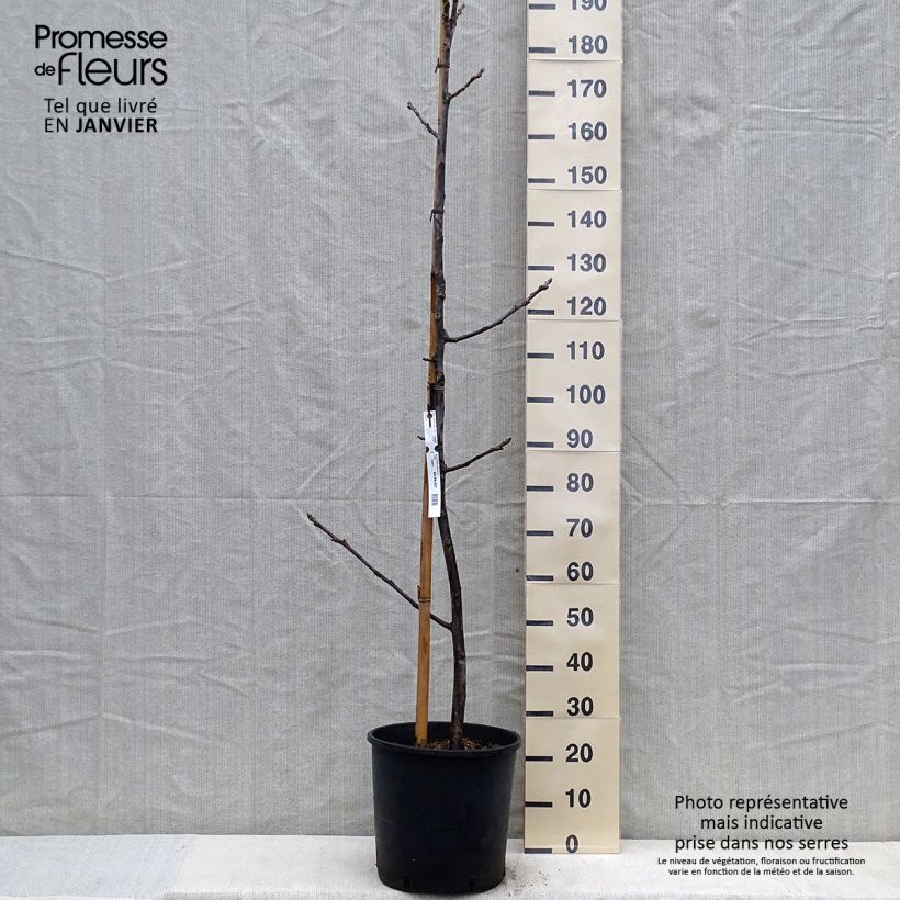 Noce comune Mayette Vaso da 12L/15L, Astone alto esemplare consegnato in inverno
