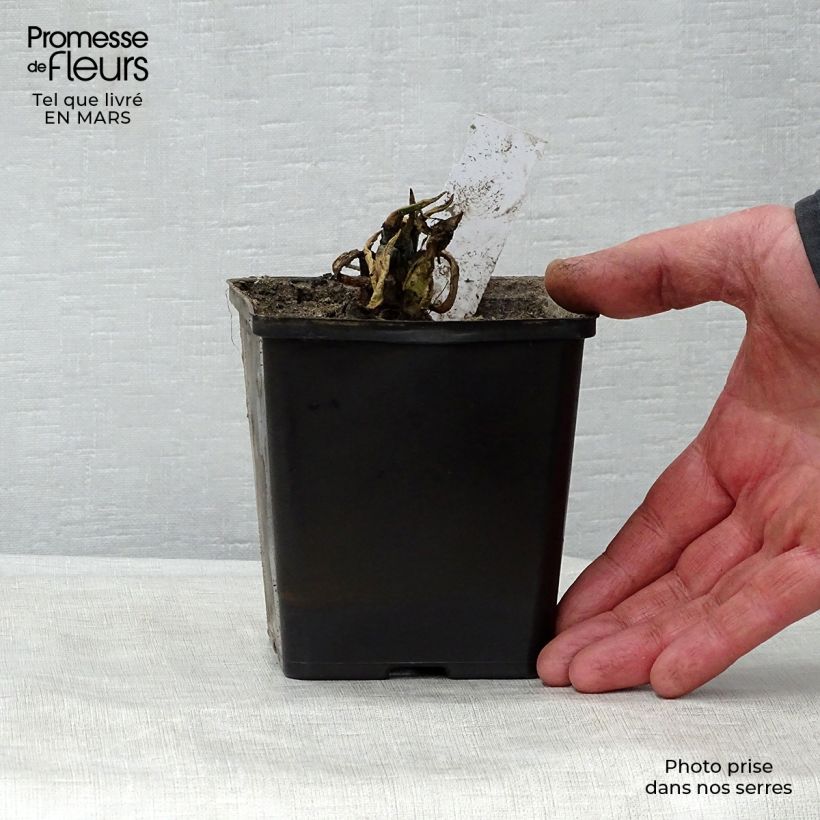 Nuphar lutea - Ninfea gialla Vasetto da 8/9 cm esemplare consegnato in primavera