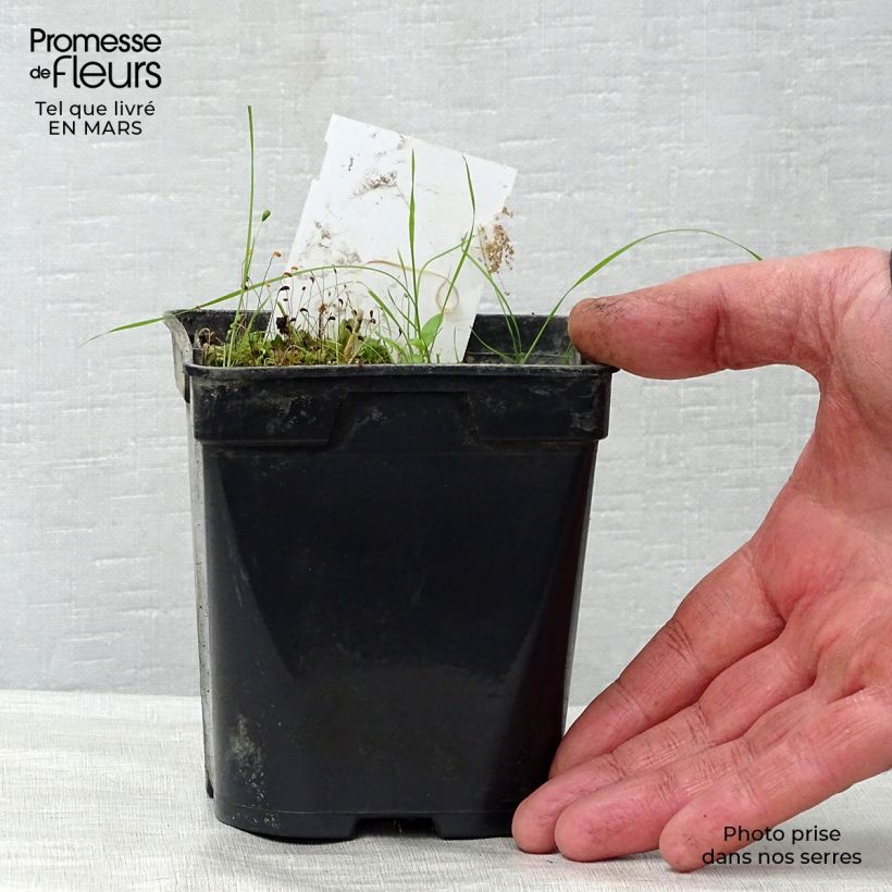 Nymphaea Aurora Vasetto da 8/9 cm esemplare consegnato in primavera