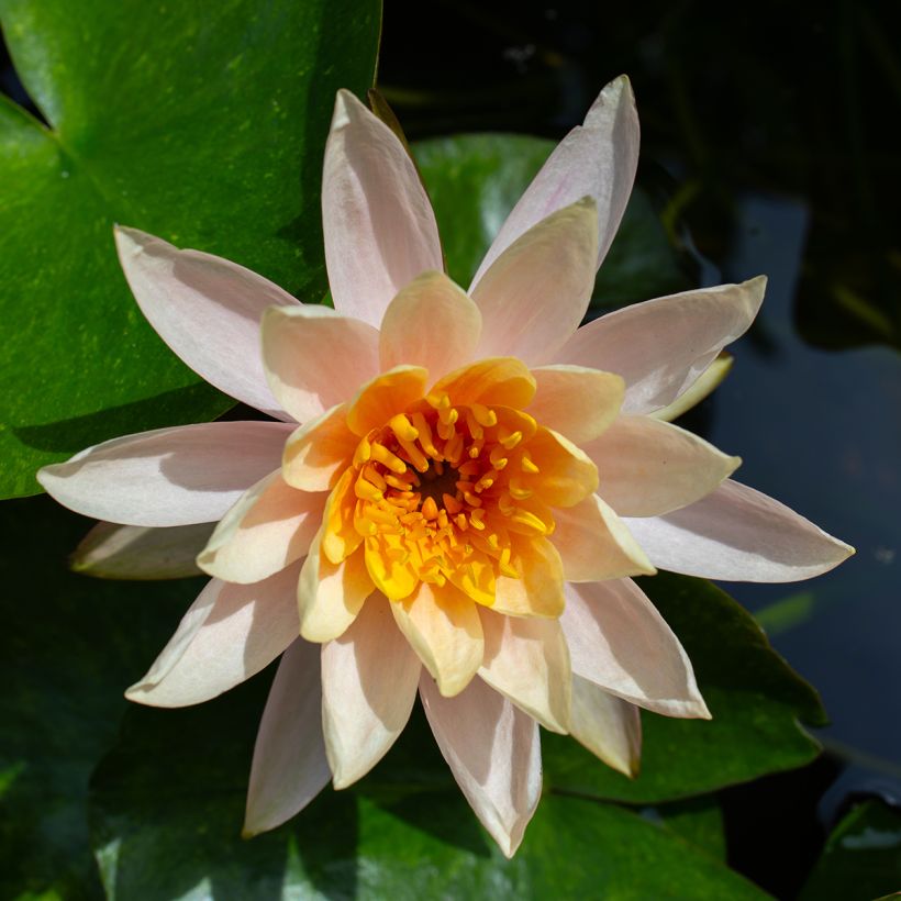 Nymphaea Aurora (Fioritura)