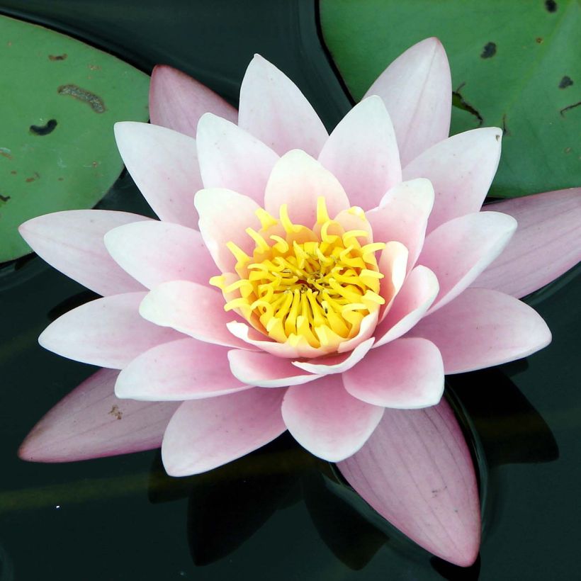 Nymphaea Berthold (Fioritura)