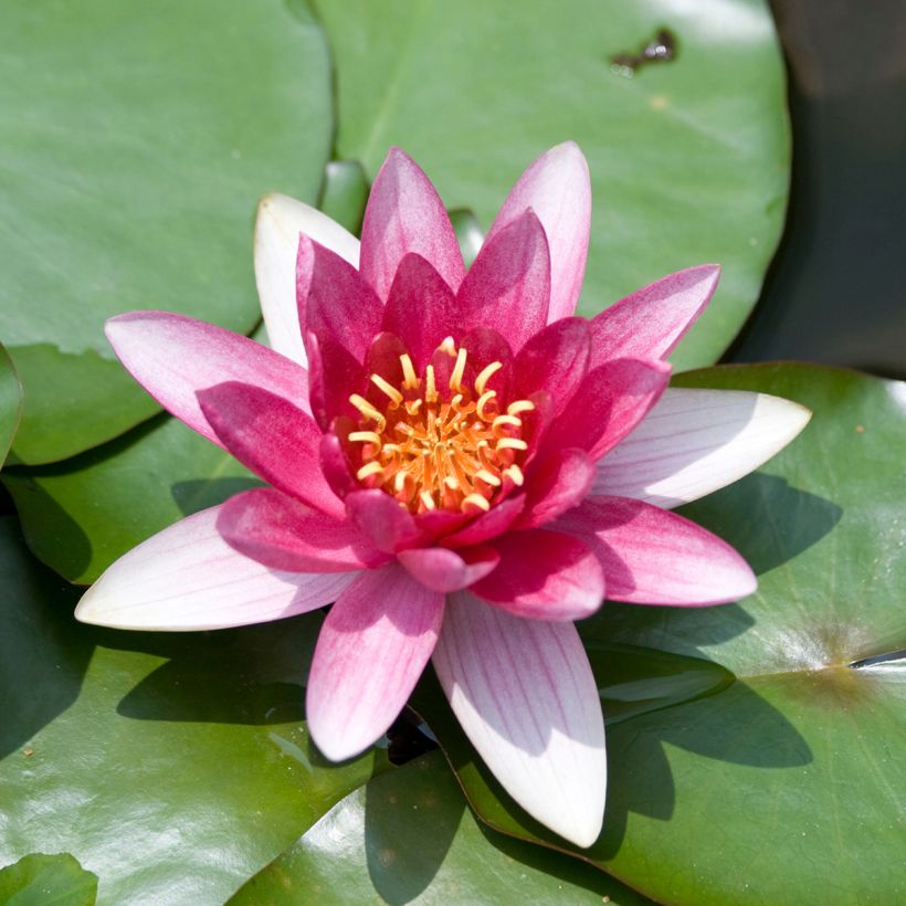 Nymphaea Burgundy Princess (Fioritura)