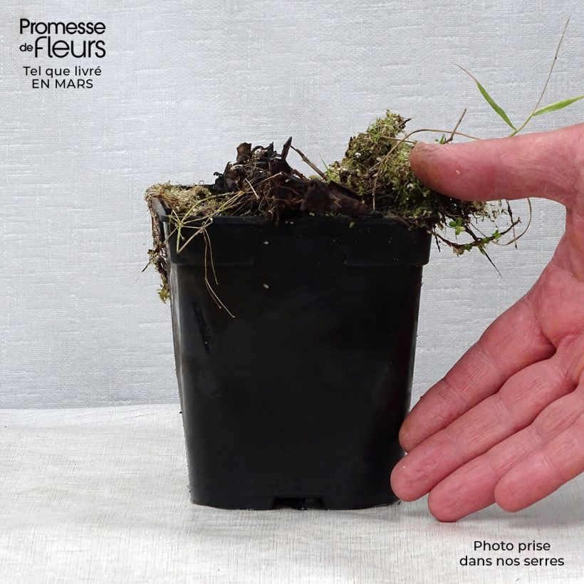 Nymphaea A.J Welch Vasetto da 8/9 cm esemplare consegnato in primavera