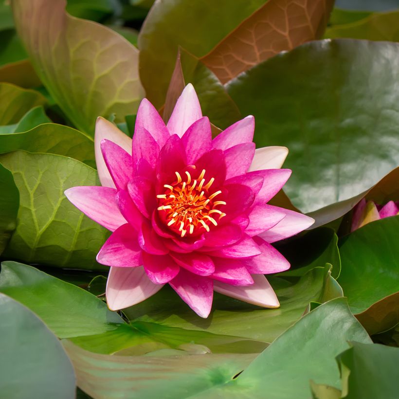 Nymphaea Escarboucle (Flowering)