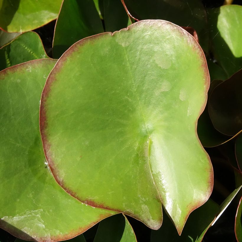 Nymphaea Fabiola (Fogliame)