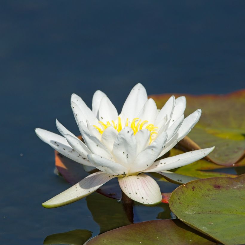 Nymphaea Gladstoniana (Fioritura)