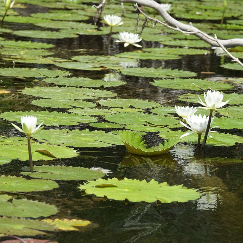 Nymphaea Hal Miller (Porto)