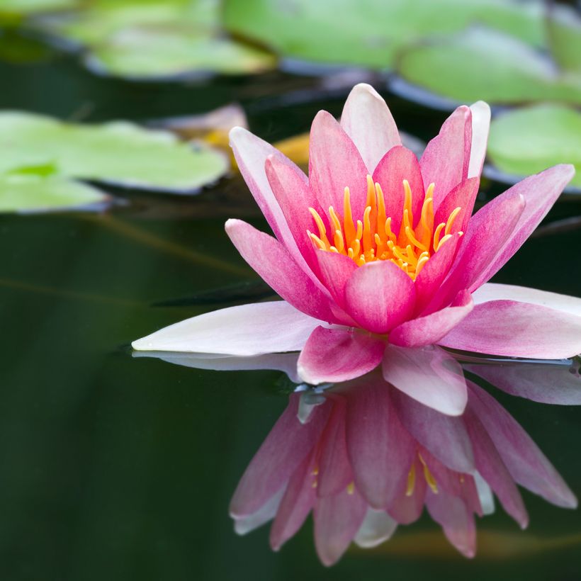 Nymphaea Jean de la Marsalle (Fioritura)