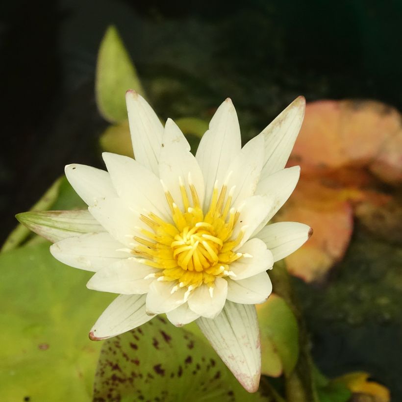 Nymphaea Marian Strawn (Fioritura)
