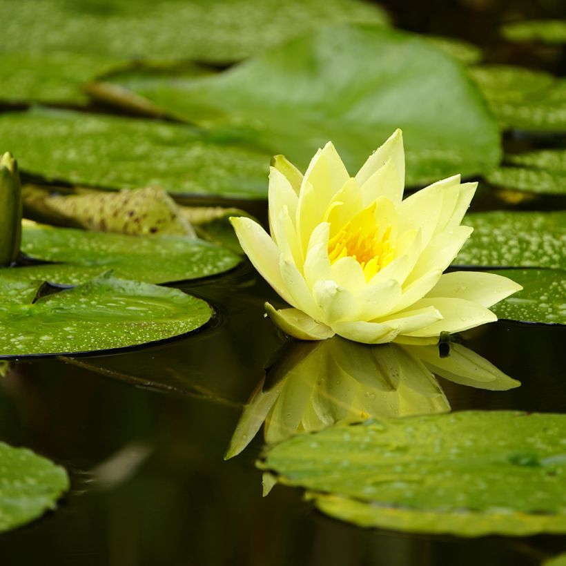 Nymphaea Marliacea Chromatella (Fioritura)