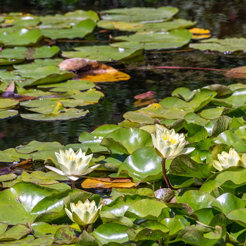 Nymphaea Marliacea Chromatella (Porto)