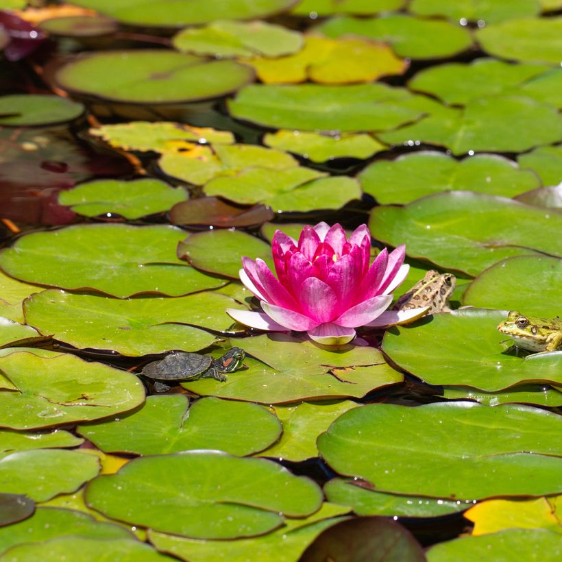 Nymphaea Pygmea Rubra (Fioritura)