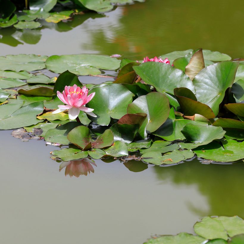 Nymphaea Rose Arey (Plant habit)