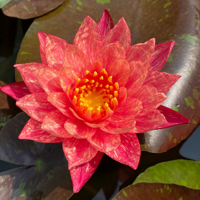 Nymphaea Wanvisa (Fioritura)