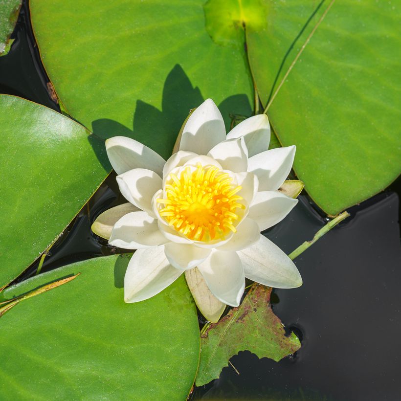 Nymphaea White Sultan (Fioritura)