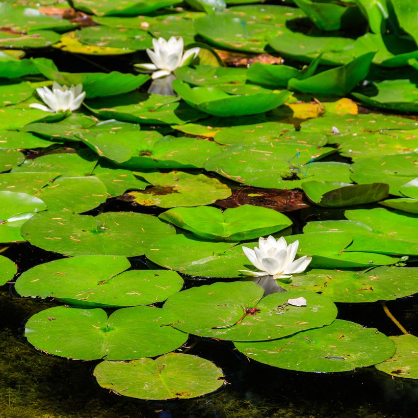 Nymphaea White Sultan (Porto)