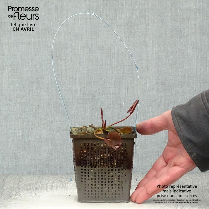 Nymphaea tetragona - Ninfea Vaso da 1L/1,5L esemplare consegnato in primavera