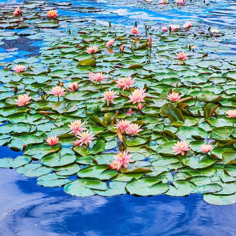 Nymphaea Colorado (Porto)