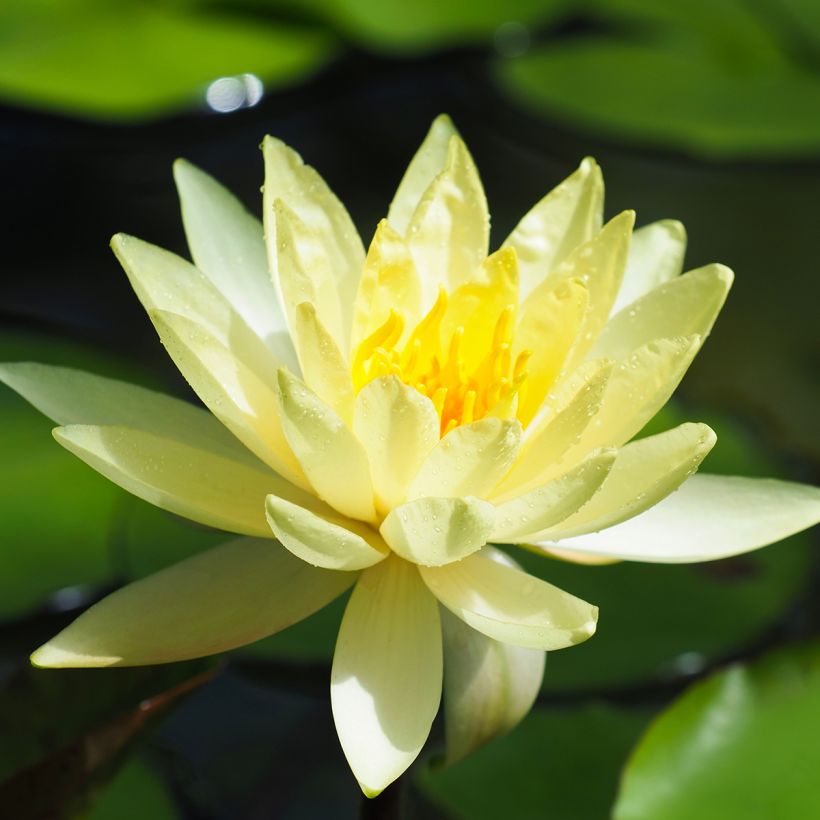 Nymphaea Lemon Mist (Fioritura)