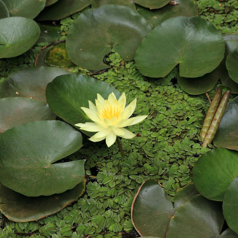 Nymphaea Pygmea Helvola (Fioritura)