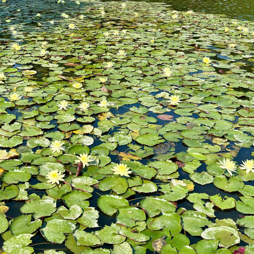 Nymphaea Pygmea Helvola (Porto)