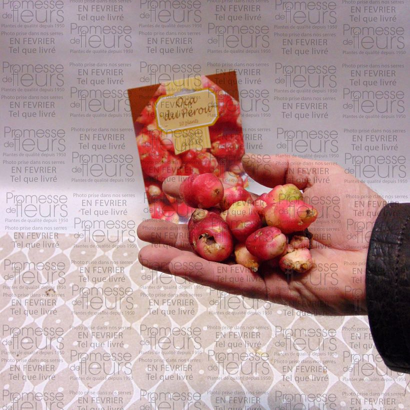 Example of Oxalis tuberosa - Ossalide tuberosa Pezzo as you get