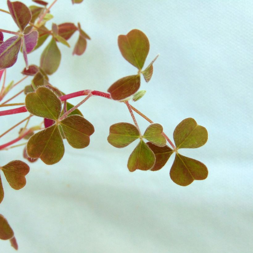 Oxalis tuberosa - Ossalide tuberosa (Foliage)