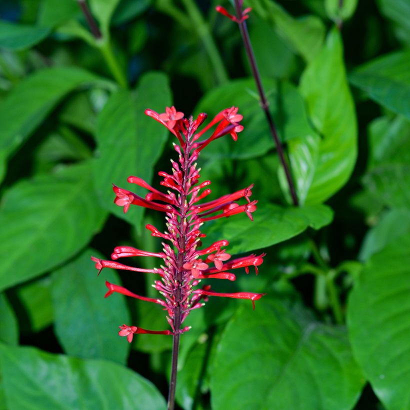 Odontonema strictum (Fioritura)