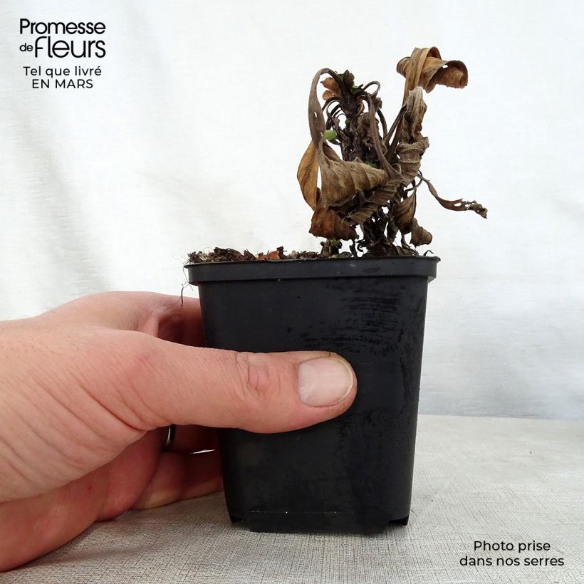 Example of Aster amellus Grunder - Astro di Virgilio Vasetto da 8/9 cm as you get in printemps