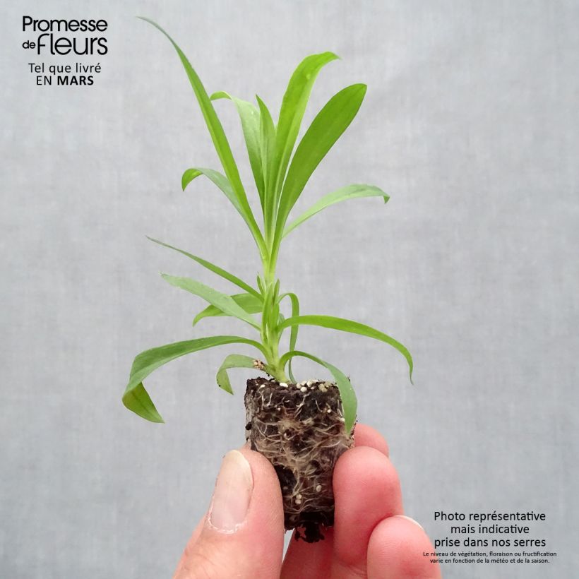 Dianthus superbus Suntory Pink - Garofanino frangiato Mini zolla Ø 1,5/2,5 cm esemplare consegnato in primavera