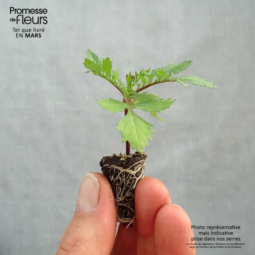 Tagetes patula Bonanza Orange - Tagete Mini zolla Ø 1,5/2,5 cm esemplare consegnato in primavera