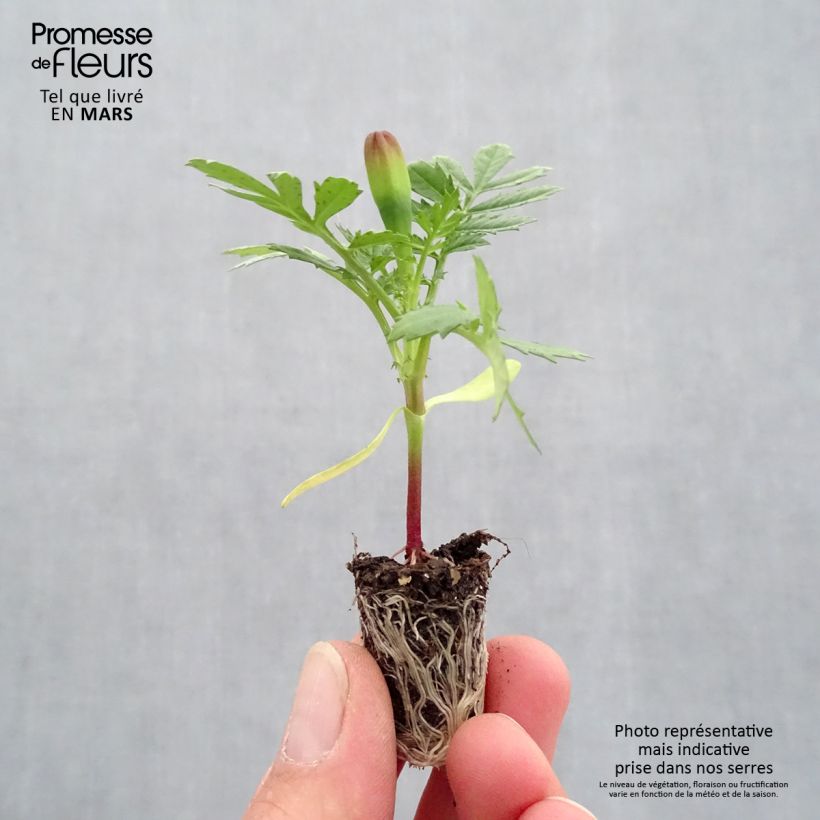 Tagetes patula Queen jaune vif Mini zolla Ø 1,5/2,5 cm esemplare consegnato in primavera