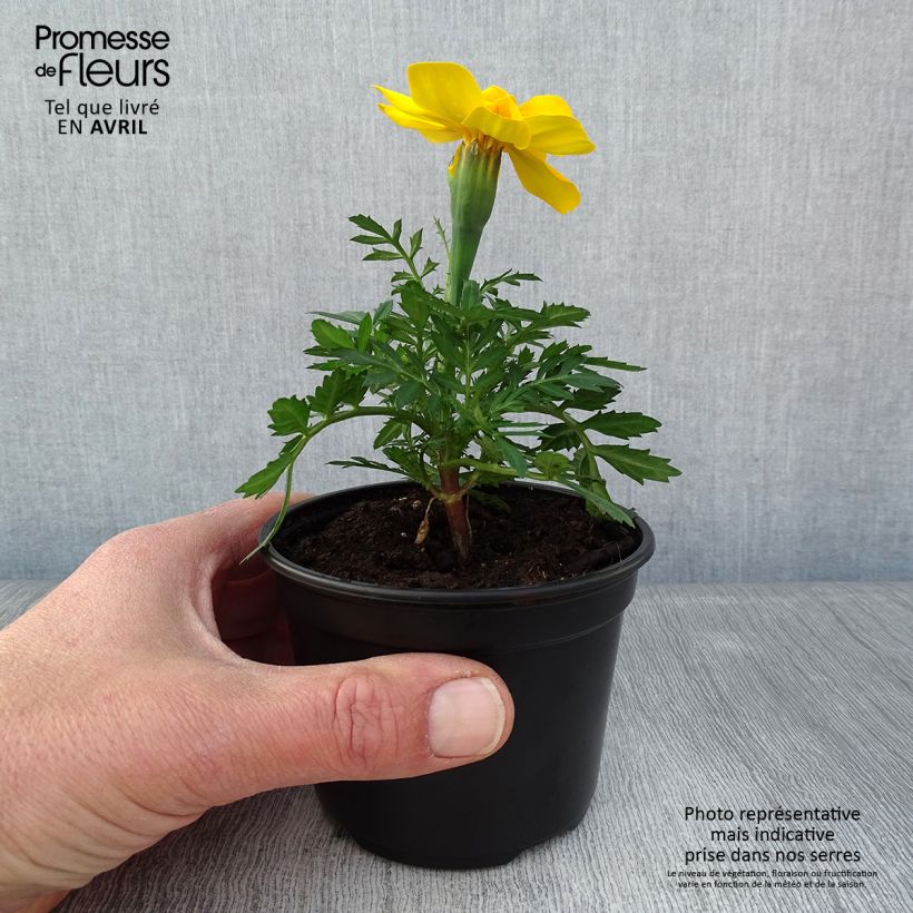 Tagetes patula Queen jaune vif Vasetto da 8/9 cm esemplare consegnato in primavera