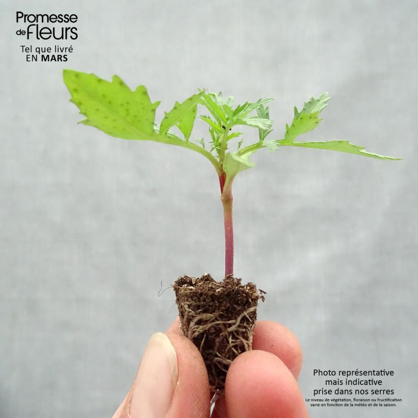 Tagetes Fireball Mini zolla Ø 1,5/2,5 cm esemplare consegnato in primavera