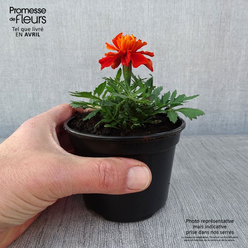 Tagetes Fireball Vasetto da 8/9 cm esemplare consegnato in primavera