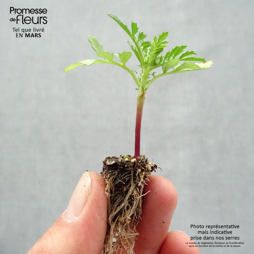 Example of Tagetes patula Queen Yellow Fire Mini zolla: zolla da 2,2 cm x 2 cm in vassoio di coltivazione da 35 pezzi as you get in printemps