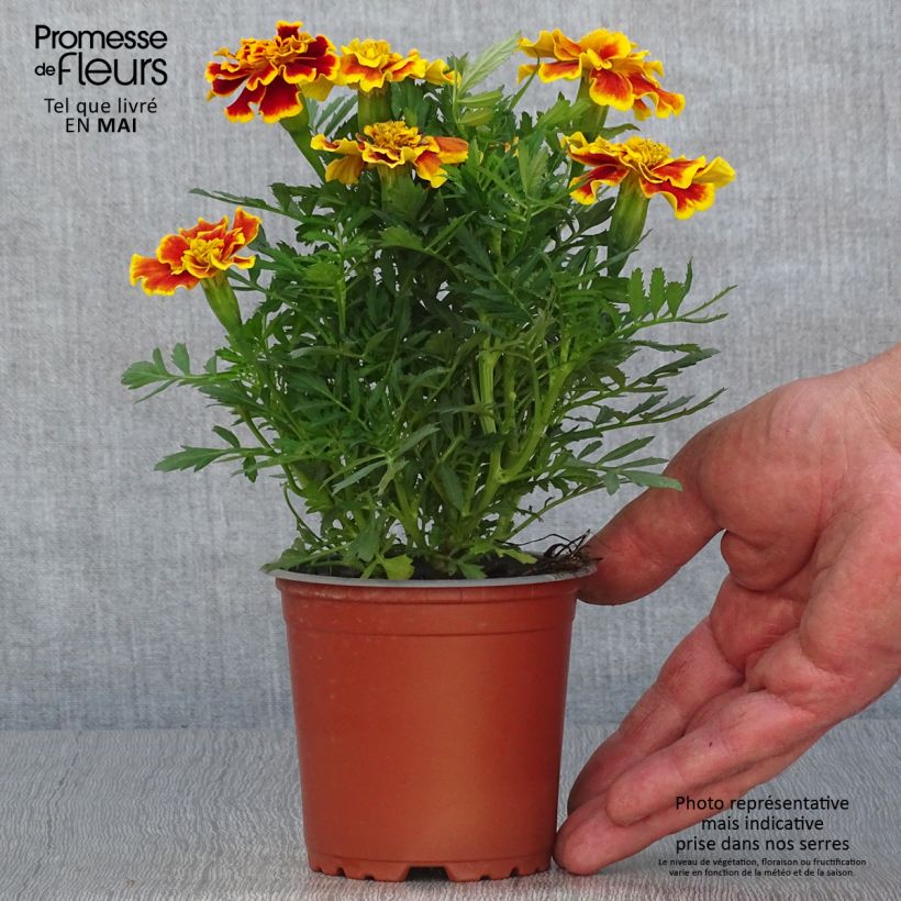 Example of Tagetes patula Queen Yellow Fire Vaso da Ø 10 cm/11 cm as you get in printemps
