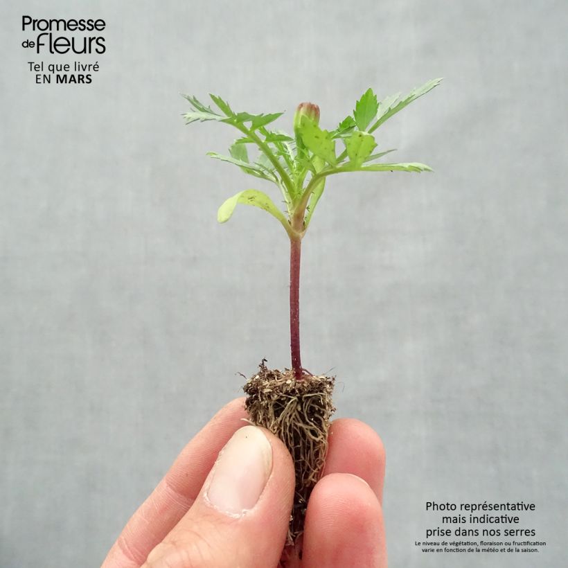 Example of Tagetes patula Queen Yellow Mini zolla: zolla da 2,2 cm x 2 cm in vassoio di coltivazione da 35 pezzi as you get in printemps