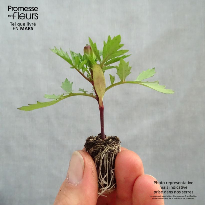 Example of Tagetes patula Strawberry Blonde Mini zolla Ø 1,5/2,5 cm as you get in printemps