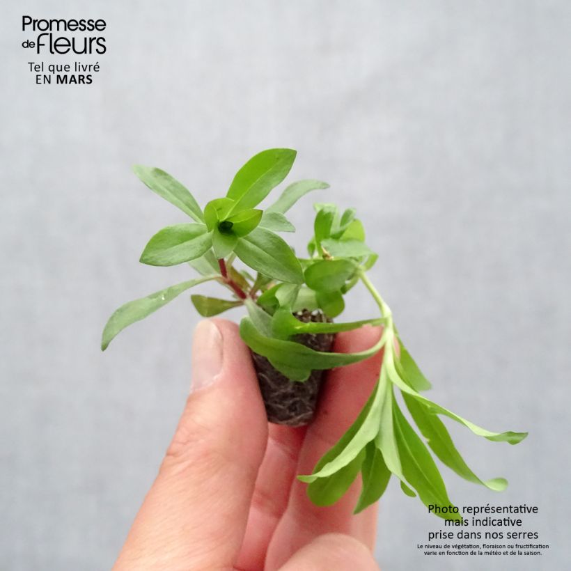 Dianthus barbatus Gigas Mix - Garofano dei poeti mini zolla... esemplare consegnato in primavera