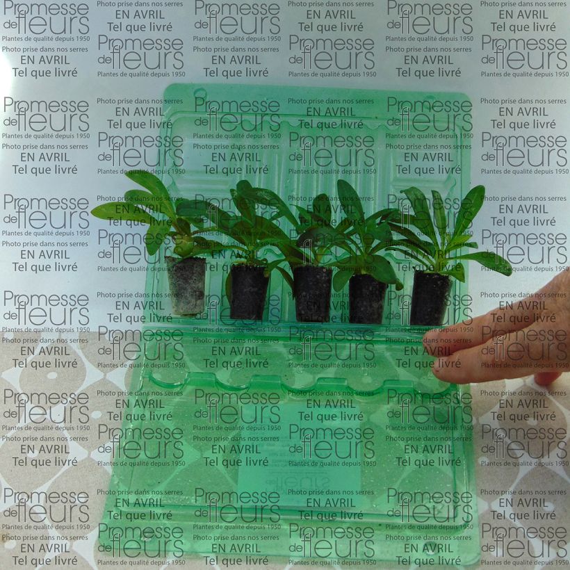 Example of Dianthus barbatus Jolt Pink - Garofano dei poeti mini zolla... as you get