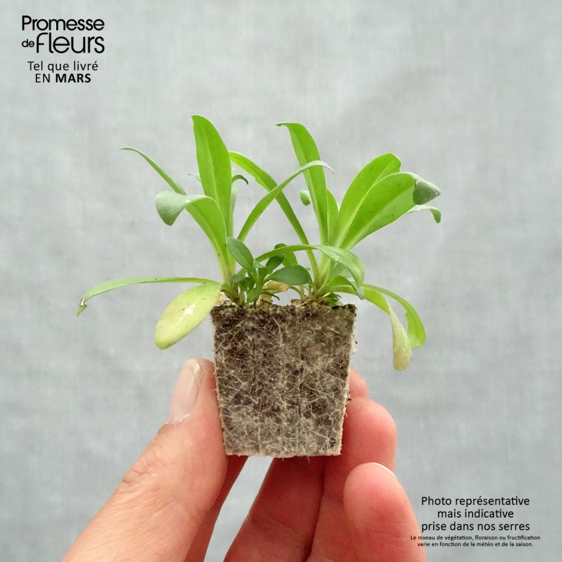 Dianthus barbatus Jolt Pink Magic - Garofano dei poeti Jardimotte: zolla da 3,8 cm x 3,2 cm in vassoio da 16 pezzi. esemplare consegnato in primavera